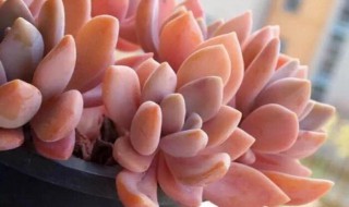 冬美人和胧月的区别（胧月,淡雪,冬美人的区别）