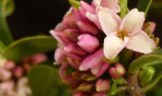 瑞香花怎么养 瑞香花怎么养家庭养法