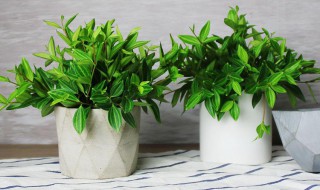 白脉椒草的养殖方法 白脉椒草的养殖方法和用量