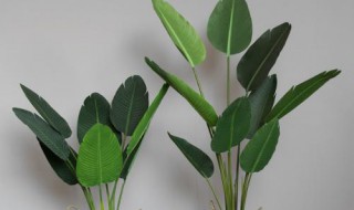 旅人蕉和天堂鸟区别(什么蕉和天堂鸟相近)