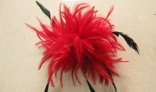 什么是尾毛 什么是尾毛好看