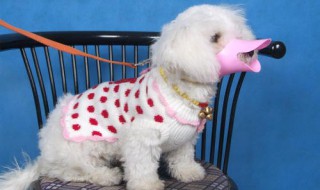 狗狗戴的口罩是什么 狗狗戴的口罩是什么样的