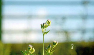 处暑节气的由来（处暑节气的由来手抄报）