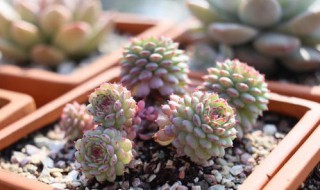 小红衣多肉怎么养(老红衣多肉好养吗)