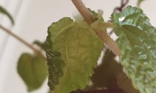 吸毒草冬天会冻死吗（吸毒草为什么蔫了）