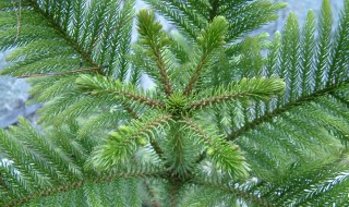 南洋杉如何养 南洋杉如何养护