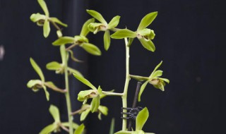 程梅和大一品的区别 大一品和程梅的不同