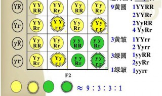 9:3:3:1满足什么定理（9:3:3:1的条件）