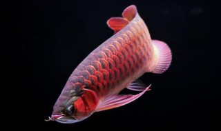 龙鱼吃虾又吐出来是为什么（金龙鱼吃虾又吐出来）