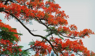 梦见大树开花（梦见大树开花非常漂亮）