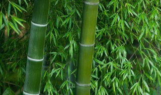 竹子叶子发黄怎么补救 家养竹子叶子发黄怎么补救