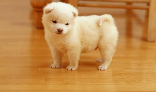 如何能让狗知道尿在地毯上是错的 怎么才能阻止狗在地毯上尿