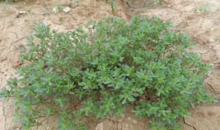 马齿苋图片功效与作用（白色马齿苋图片功效与作用）