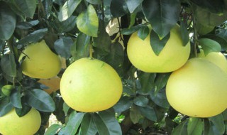 沙田柚功效与作用（沙田柚功效与作用?哪些?）