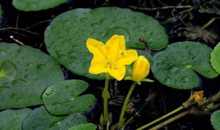 浮萍怎么养（红毛丹浮萍怎么养）