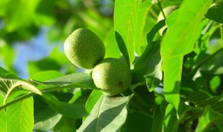 核桃怎么种发芽（核桃怎么种发芽快）