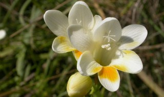 香雪兰有什么传说故事 兰香的故事