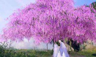 渺落结局是如何死的 渺落是谁演的