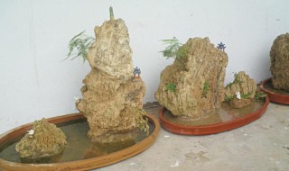 吸水石上种什么植物（吸水石能种什么植物）