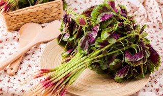 汉菜种植时间与方法（汉菜种植时间与方法图片）