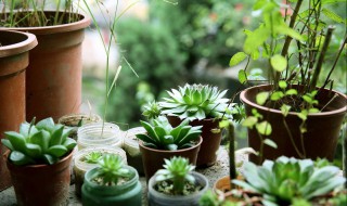 厨房适合摆放什么植物（厨房适合摆放什么植物图片）