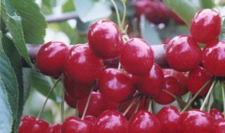 樱桃能否嫁接到杏树上?（樱桃可以嫁接在杏树上吗）