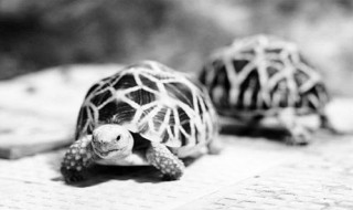 乌龟什么季节行动最多（乌龟什么时间最活跃）