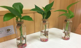 水培怎么转土培 水培如何转土培