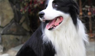 边牧属于禁养犬吗（边牧属于禁养犬吗）