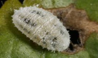 扶桑绵粉蚧是昆虫吗? 扶桑绵粉蚧是昆虫吗为什么