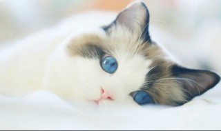 <猫>这一课的中心句在哪里?（猫课文中心句）