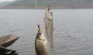 黑坑偷驴饵料配方（黑坑偷驴饵料配方大全）