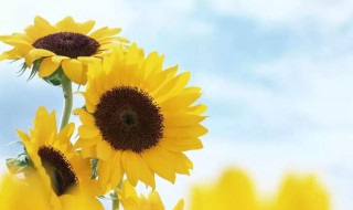 最新心情愉快的句子（最新心情愉快的句子说说）