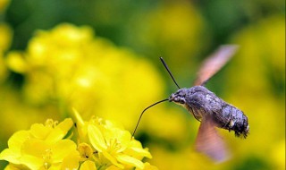 描写春天超美的比喻句（描写春天超美的比喻句和拟人句）