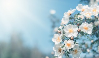 写春天美景的句子发朋友圈（春天风景发朋友圈短句）