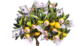 摇钱树是什么 摇钱树是什么生肖的动物