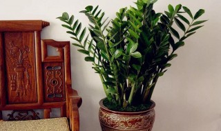 植物风水详解摇钱树（植物风水详解摇钱树图片）