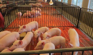 养猪技巧教学（养猪技巧教学）