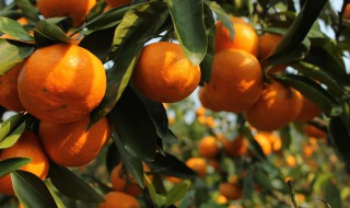柑橘保存方法和技巧（柑橘保存方法和技巧图片）