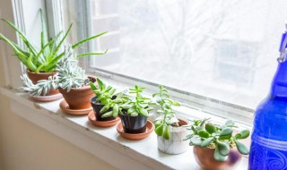 房间里养什么花好养 房间里养什么花好?