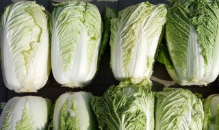 白菜保存技巧 白菜的保存最佳方法