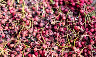 保存花椒麻味技巧（保存花椒麻味技巧视频）