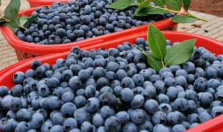 蓝莓的保存方法与技巧（蓝莓的保存方法与技巧图片）