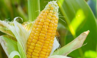 玉米油食用技巧 玉米油食用技巧和方法