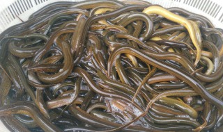 挖黄鳝技巧口诀 找鳝鱼洞技巧口诀