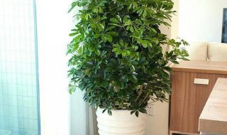 招财树摆放禁忌有哪些 招财树摆放禁忌有哪些呢