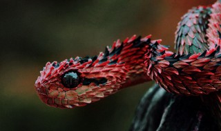 龙配蛇的婚姻好不好（龙配蛇男的婚姻好不好）