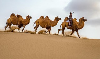 沙漠骆驼什么意思 沙漠骆驼什么意思呀小度小点有什么歌