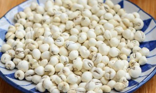 川贝保存方法和技巧 川贝保存方法和技巧图片