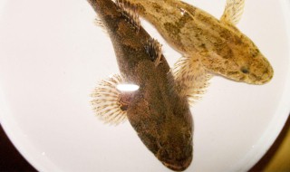 塘鳢的功效与作用（塘鲺的营养价值及功效）